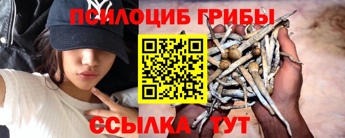Псилоцибиновые грибы Psilocybe Черногорск